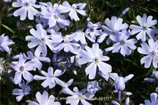Phlox subulata 'Emerald Cushion Blue'