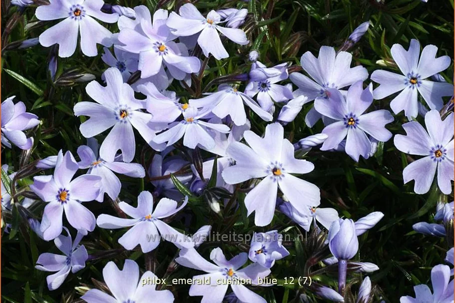 Phlox subulata 'Emerald Cushion Blue'