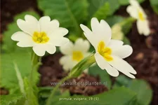 Primula vulgaris