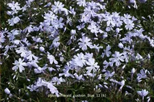 Phlox subulata 'Emerald Cushion Blue'