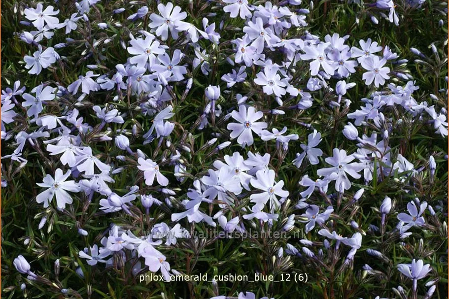 Phlox subulata 'Emerald Cushion Blue'