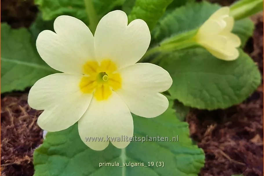 Primula vulgaris
