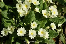 Primula vulgaris