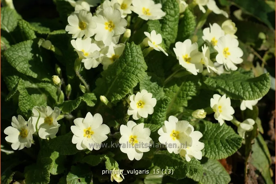 Primula vulgaris
