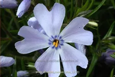Phlox subulata 'Emerald Cushion Blue'