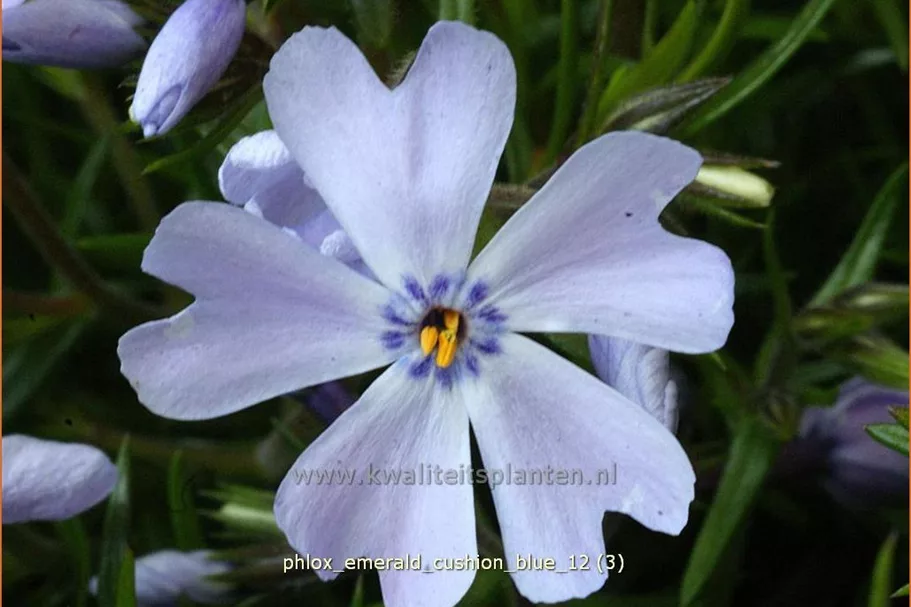 Phlox subulata 'Emerald Cushion Blue'