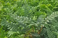 Polystichum 'Shiny Holly Fern'