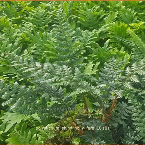 Polystichum 'Shiny Holly Fern'