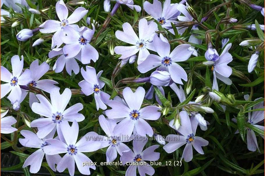 Phlox subulata 'Emerald Cushion Blue'