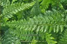 Polystichum 'Shiny Holly Fern'