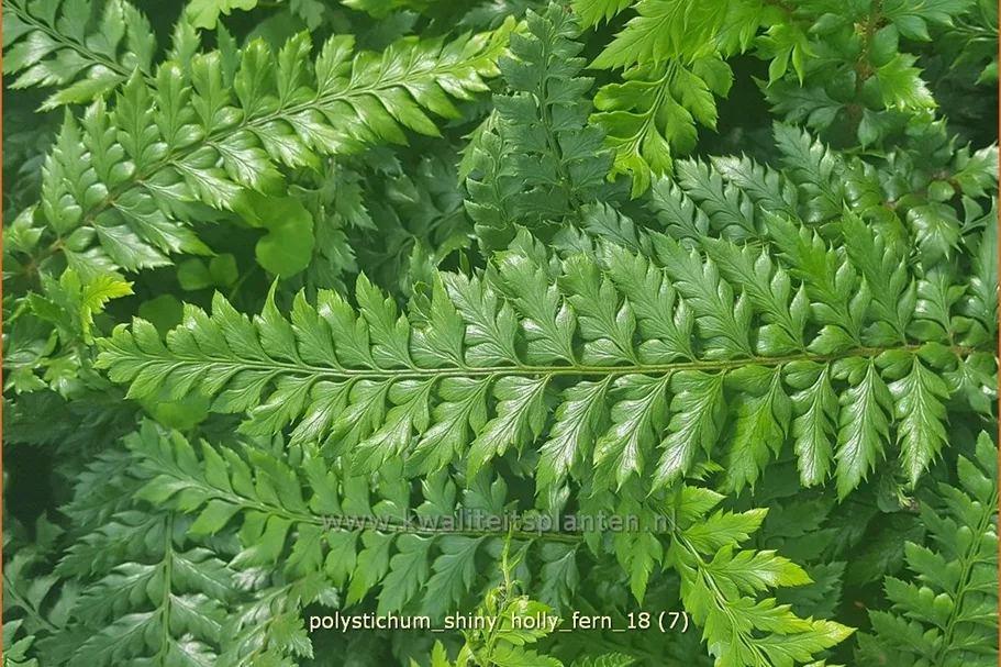 Polystichum 'Shiny Holly Fern'