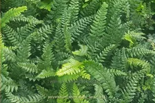 Polystichum 'Shiny Holly Fern'