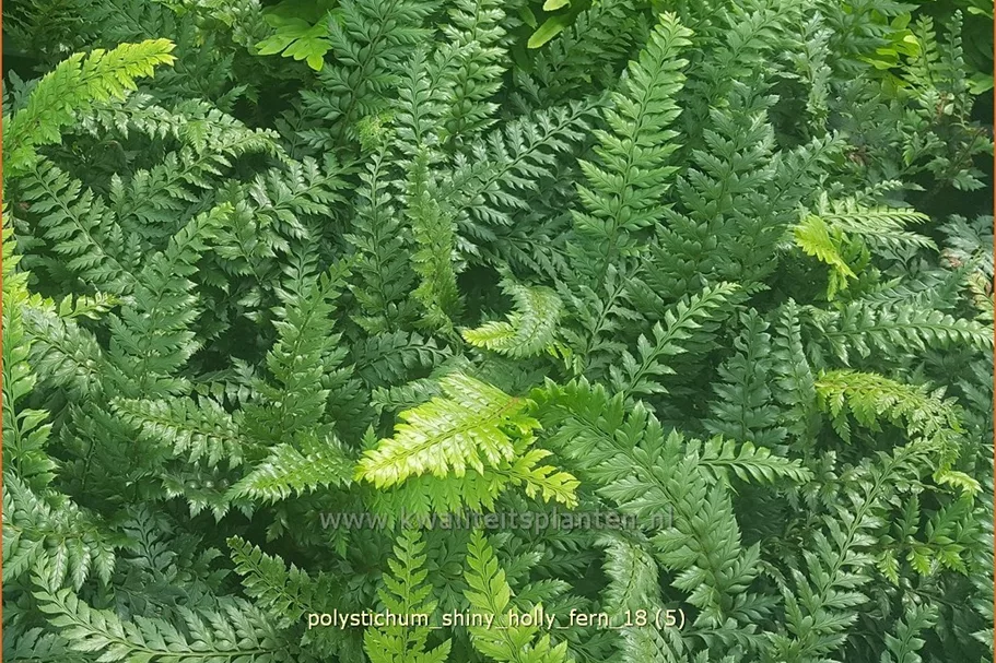 Polystichum 'Shiny Holly Fern'