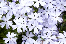 Phlox subulata 'Emerald Cushion Blue'
