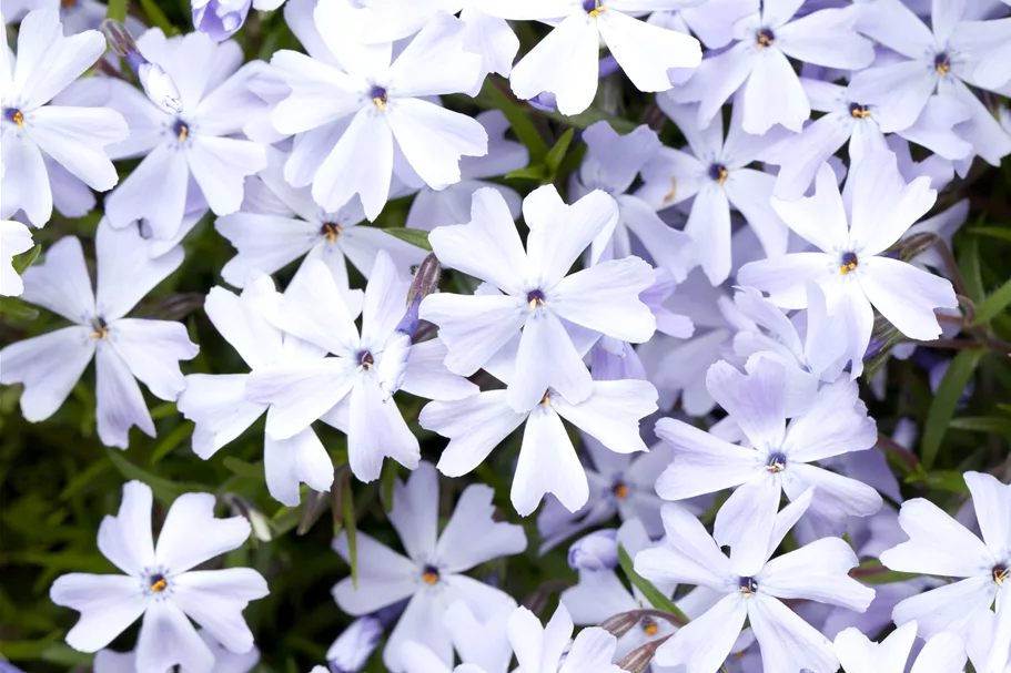 Phlox subulata 'Emerald Cushion Blue'