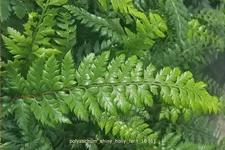Polystichum 'Shiny Holly Fern'