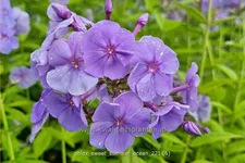 Phlox 'Sweet Summer Ocean'