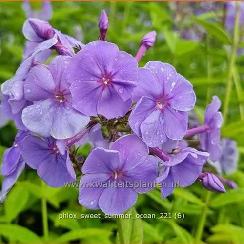 Phlox 'Sweet Summer Ocean'