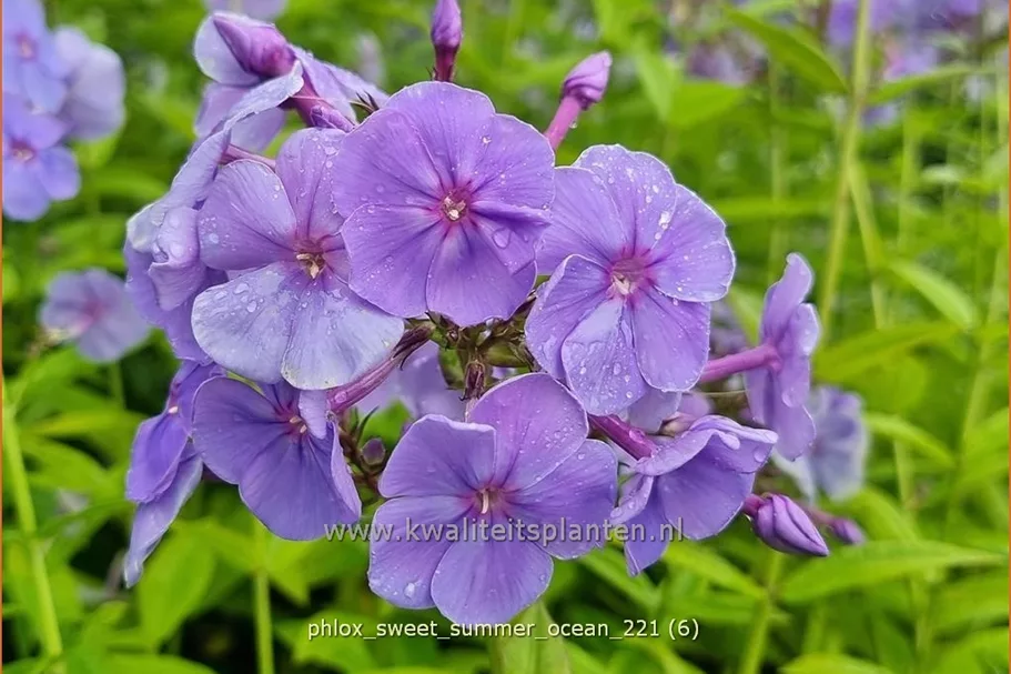 Phlox 'Sweet Summer Ocean'