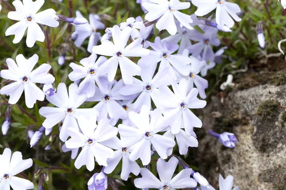 Phlox subulata 'Emerald Cushion Blue'