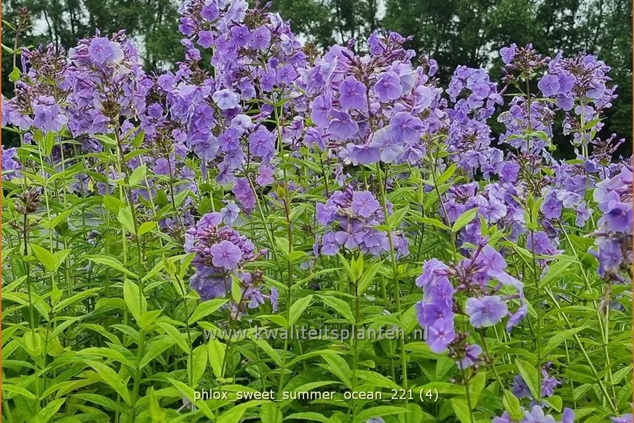 Phlox 'Sweet Summer Ocean'
