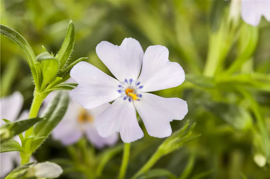 Phlox subulata 'Emerald Cushion Blue'