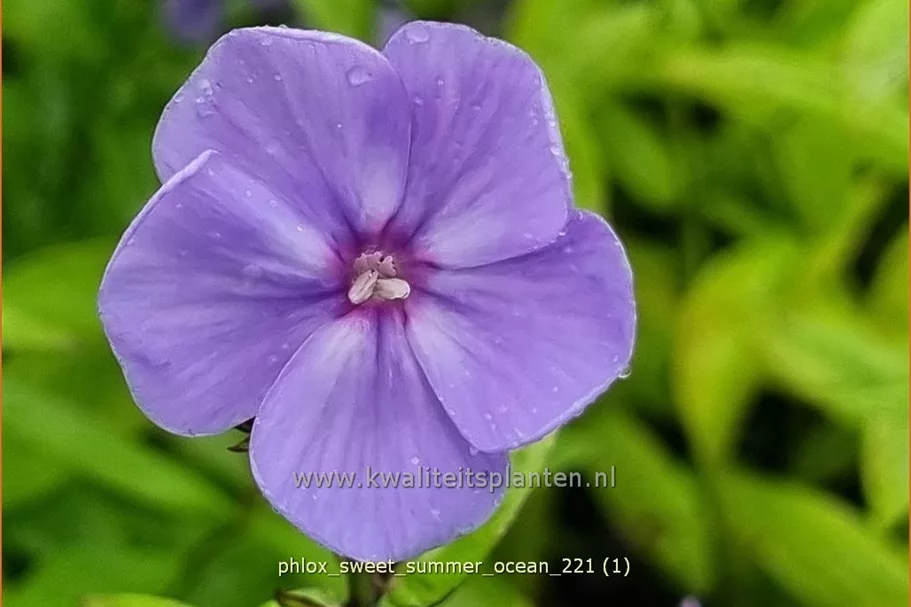 Phlox 'Sweet Summer Ocean'