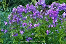 Phlox 'Sweet Summer Ocean'