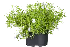 Phlox subulata 'Emerald Cushion Blue'