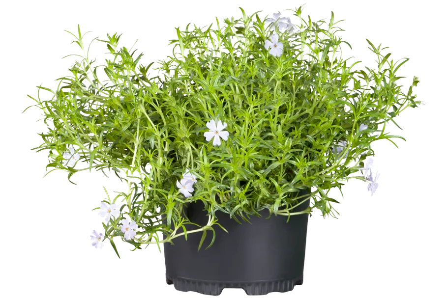 Phlox subulata 'Emerald Cushion Blue'