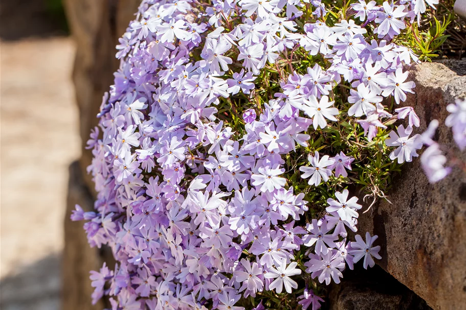 Phlox subulata 'Emerald Cushion Blue'