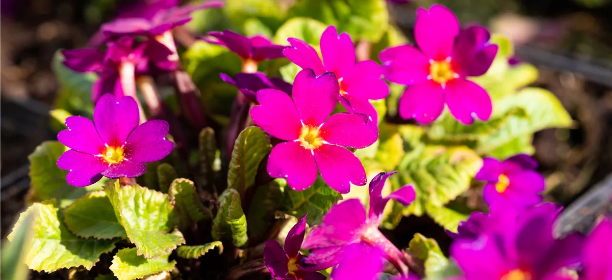 Primula 'Wanda'