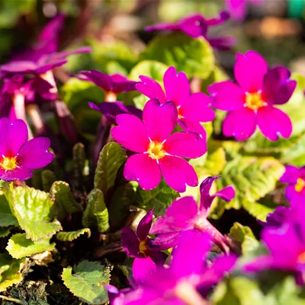 Primula 'Wanda'