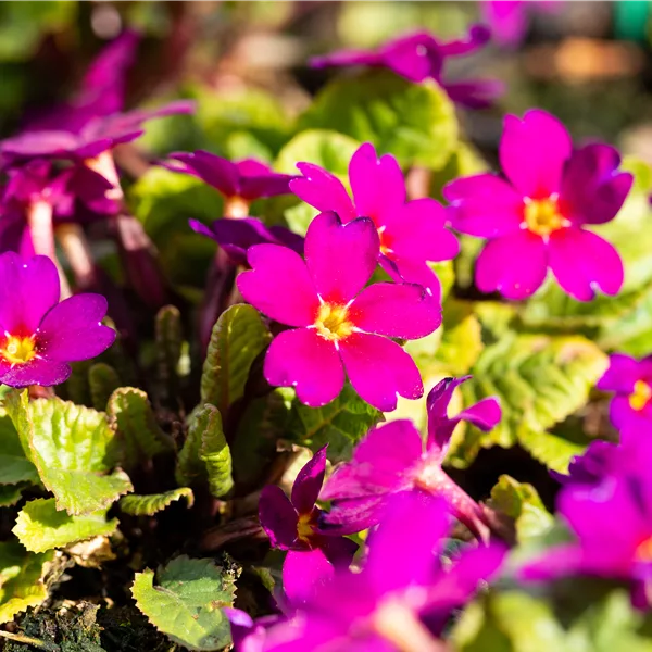 Primula 'Wanda'