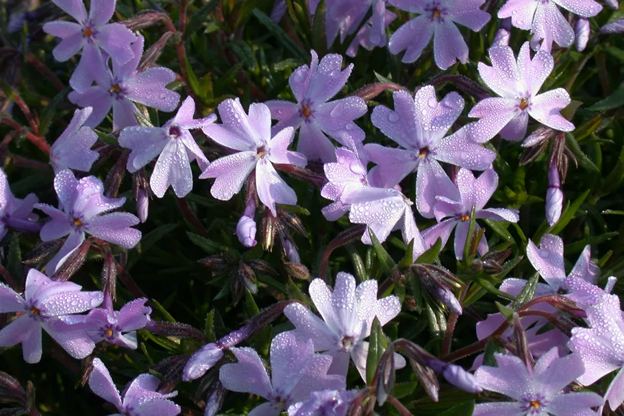 Phlox subulata 'Emerald Cushion Blue'