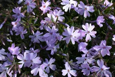 Phlox subulata 'Emerald Cushion Blue'
