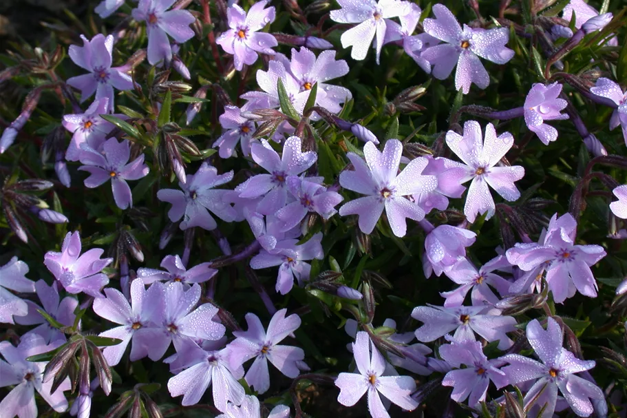 Phlox subulata 'Emerald Cushion Blue'