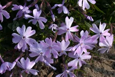 Phlox subulata 'Emerald Cushion Blue'