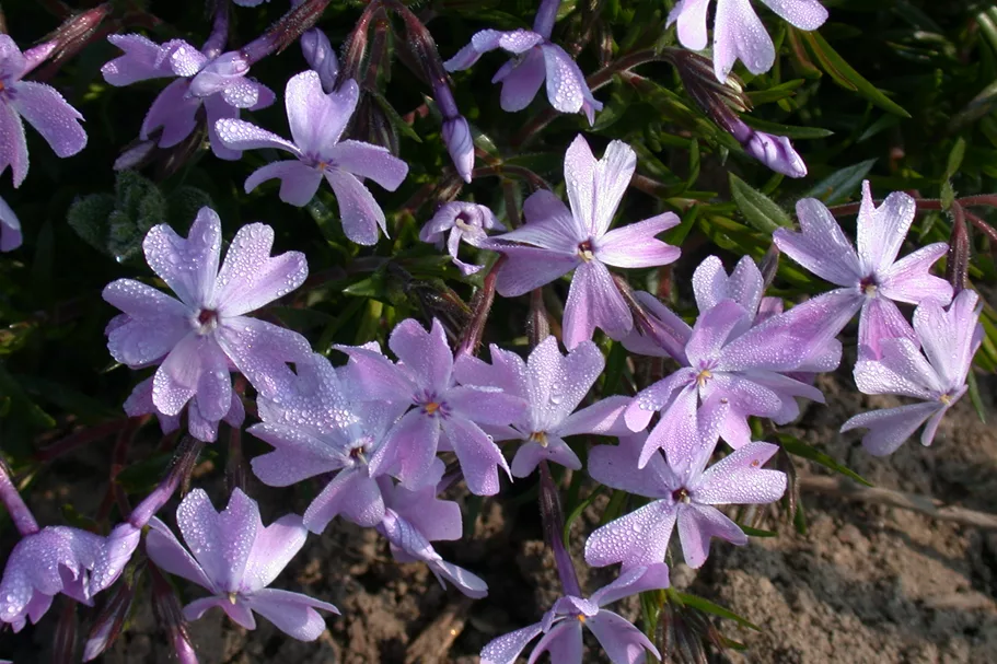 Phlox subulata 'Emerald Cushion Blue'