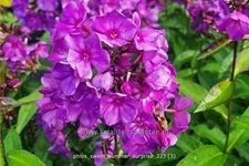 Phlox 'Sweet Summer Surprise'