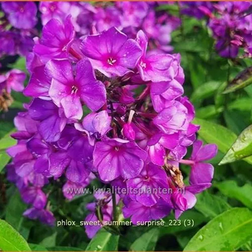 Phlox 'Sweet Summer Surprise'