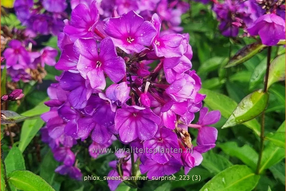 Phlox 'Sweet Summer Surprise'