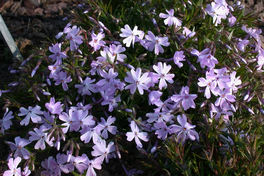 Phlox subulata 'Emerald Cushion Blue'