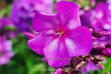 Phlox 'Sweet Summer Surprise'