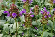 Prunella grandiflora