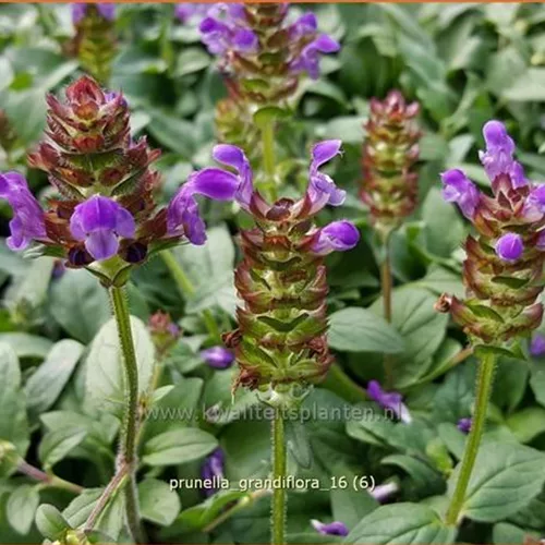 Prunella grandiflora