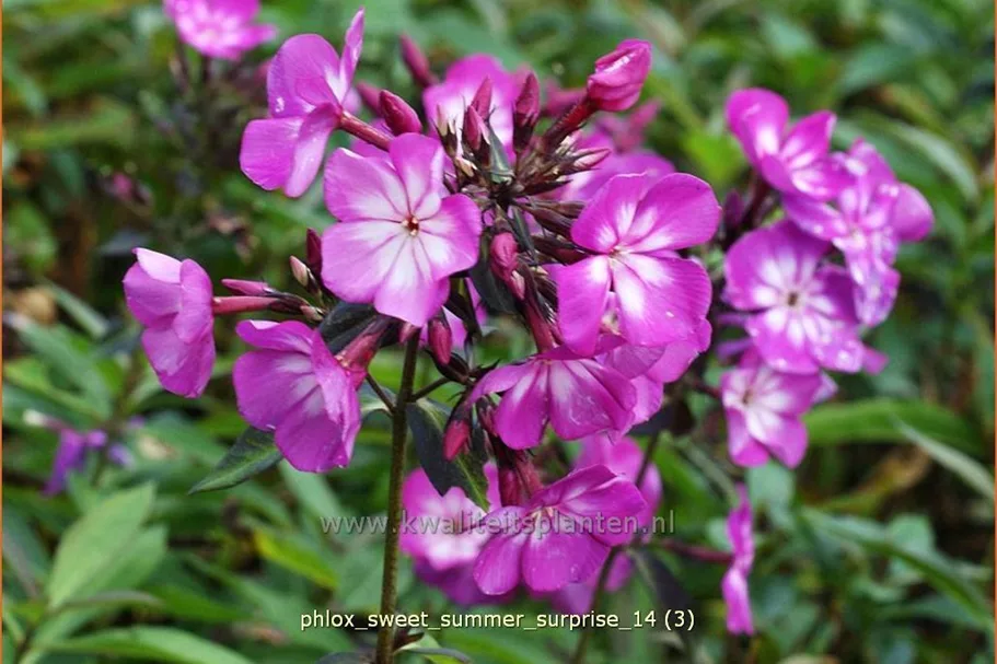 Phlox 'Sweet Summer Surprise'