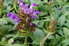Prunella grandiflora