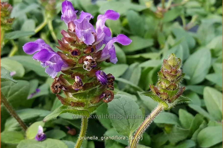 Prunella grandiflora