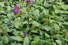 Prunella grandiflora